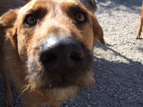 Düsseldorf, Zebra, Pinnwand,